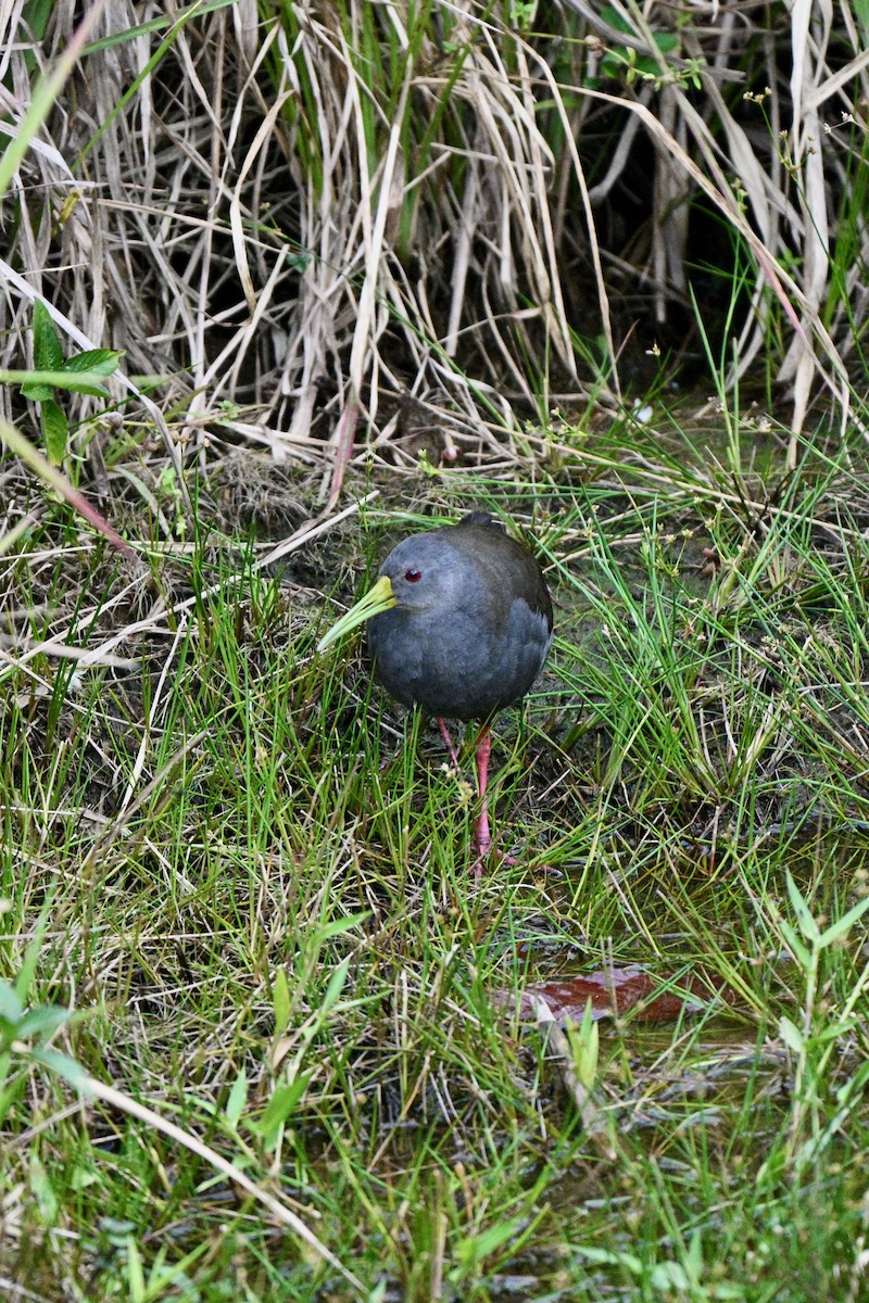 Blackish Rail - ML647616900