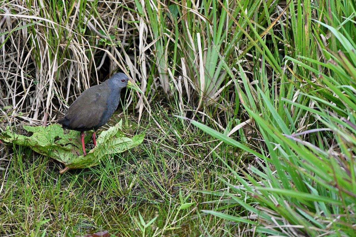 Blackish Rail - ML647616906