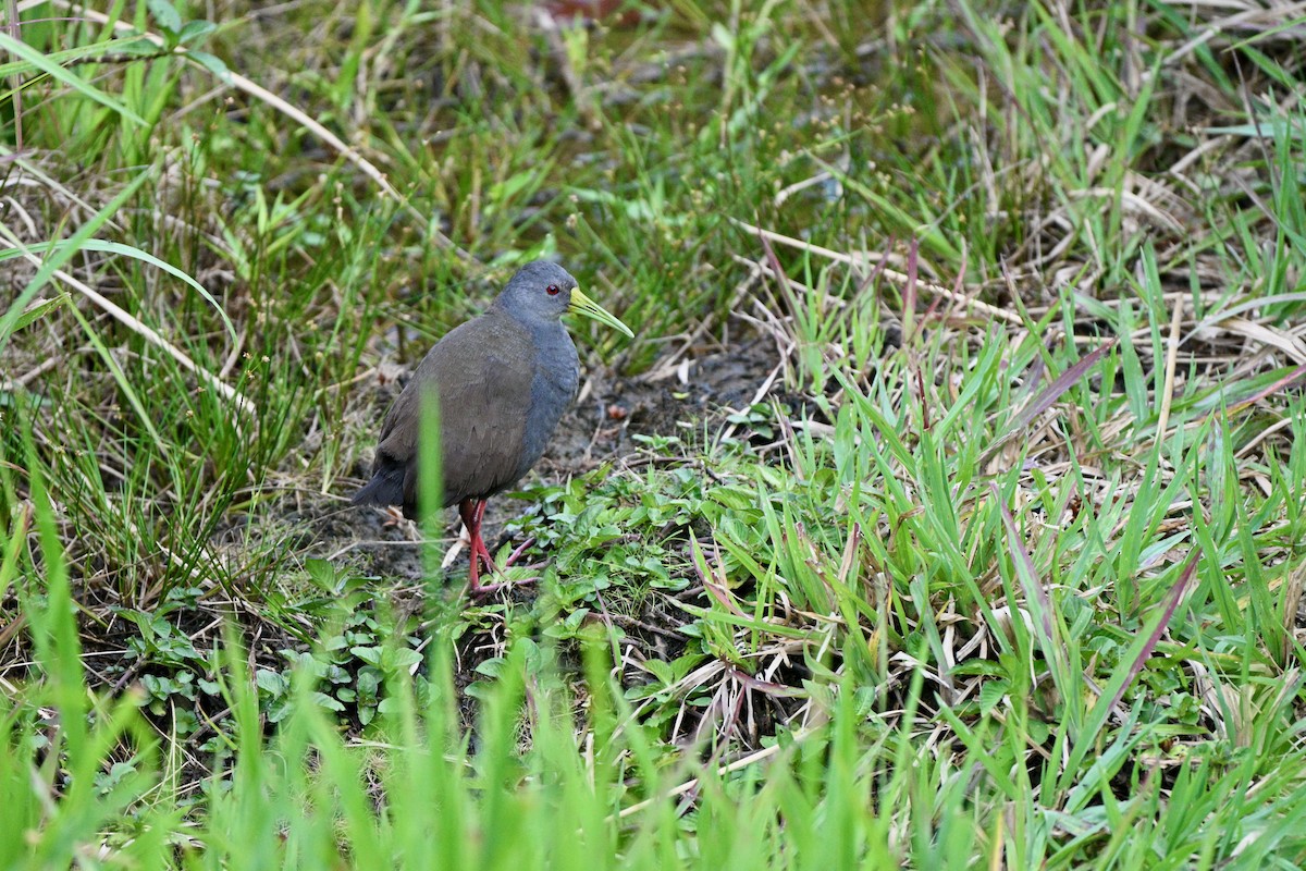 Blackish Rail - ML647616907