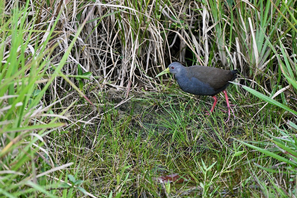 Blackish Rail - ML647616908