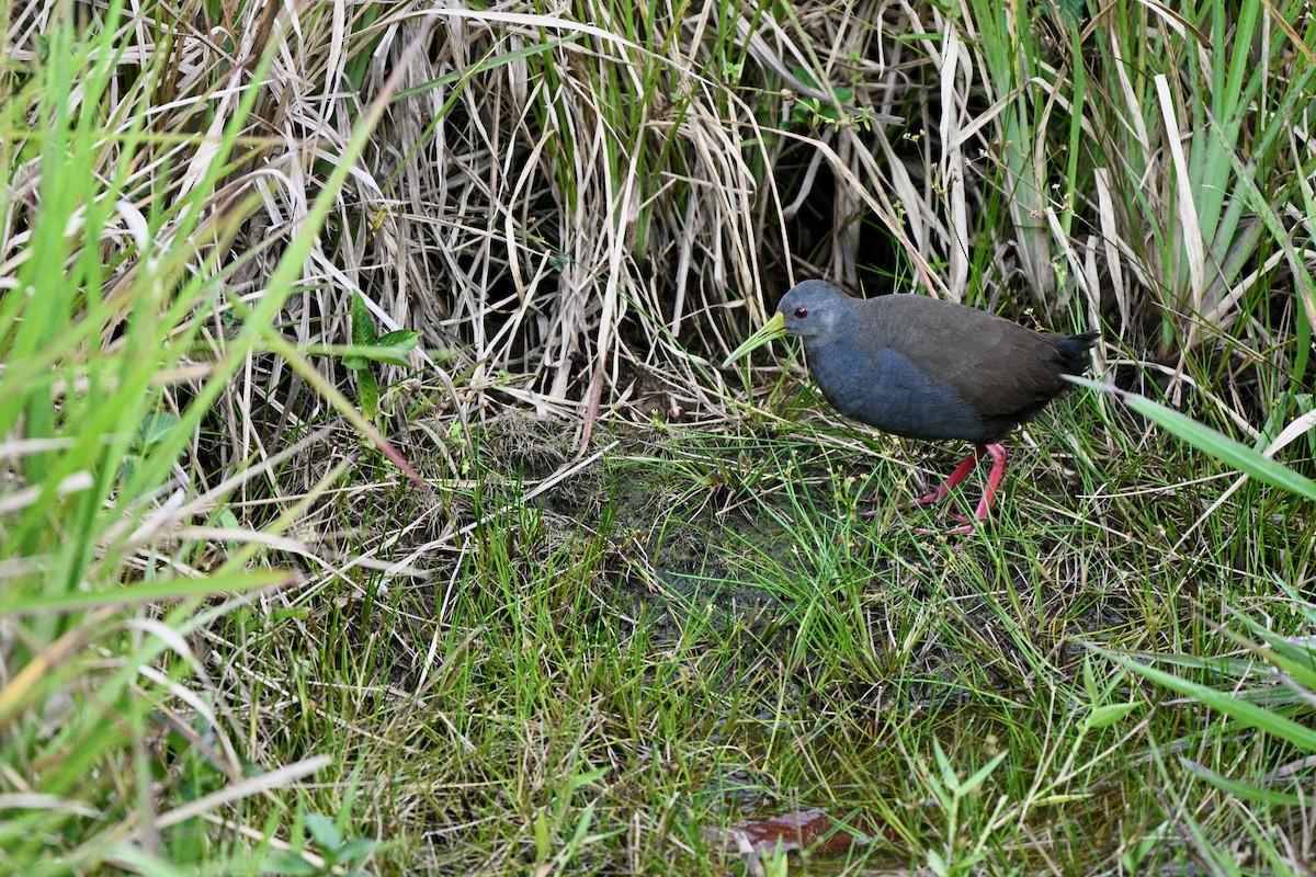 Blackish Rail - ML647616909