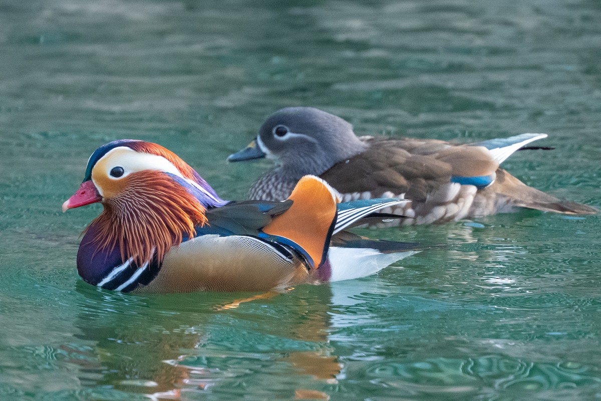 Pato Mandarín - ML647616926