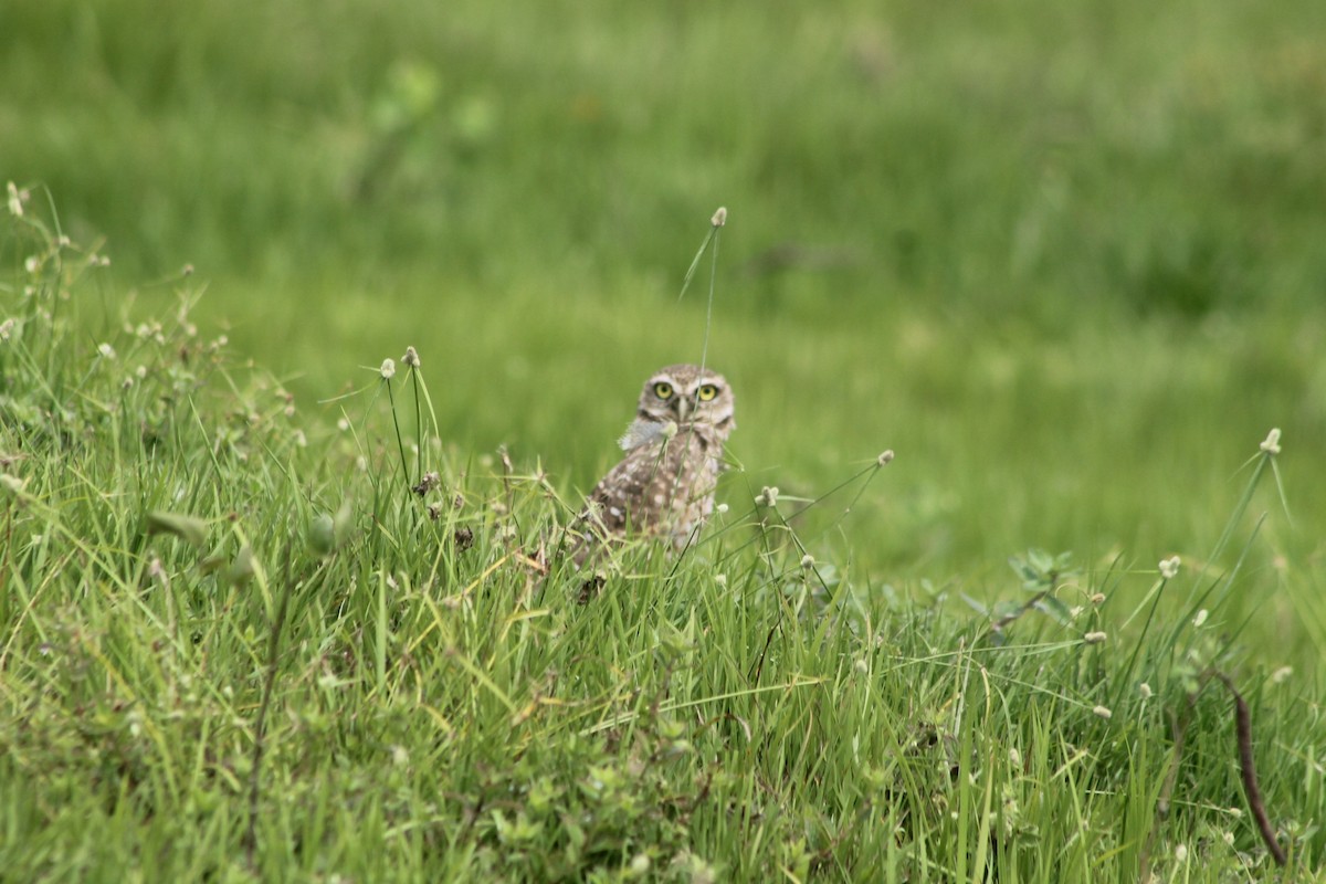 Burrowing Owl - ML647616935