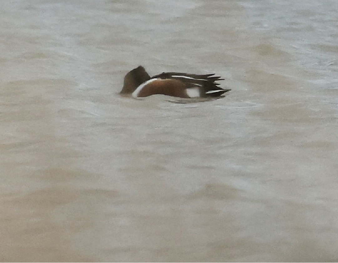 Canard souchet - ML647616940