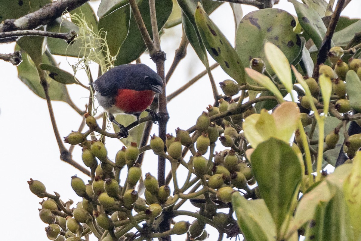 Mistletoebird - ML647616975