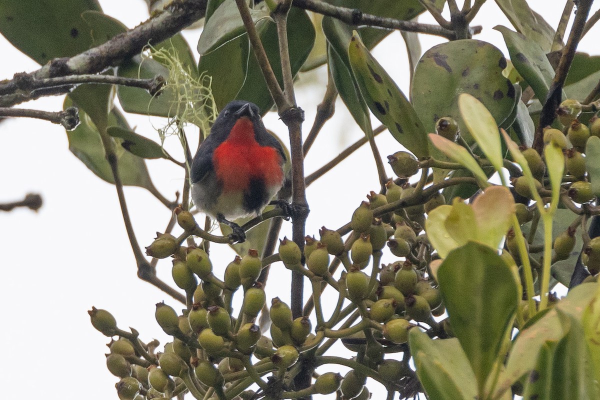 Mistletoebird - ML647616976