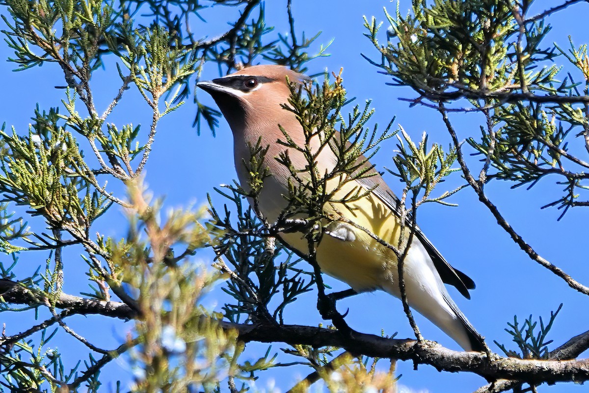 Cedar Waxwing - ML647616995