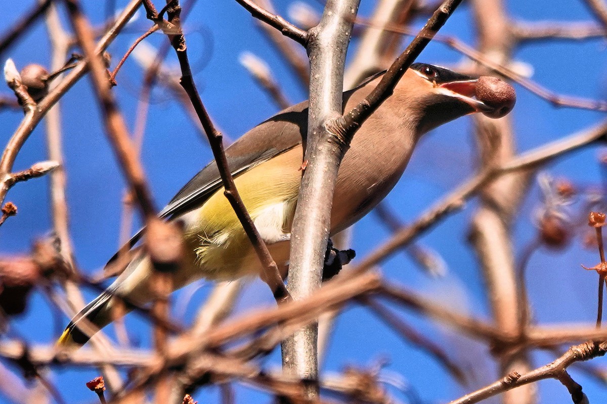 Cedar Waxwing - ML647616997