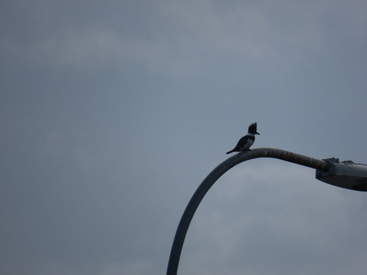 Belted Kingfisher - ML647617000