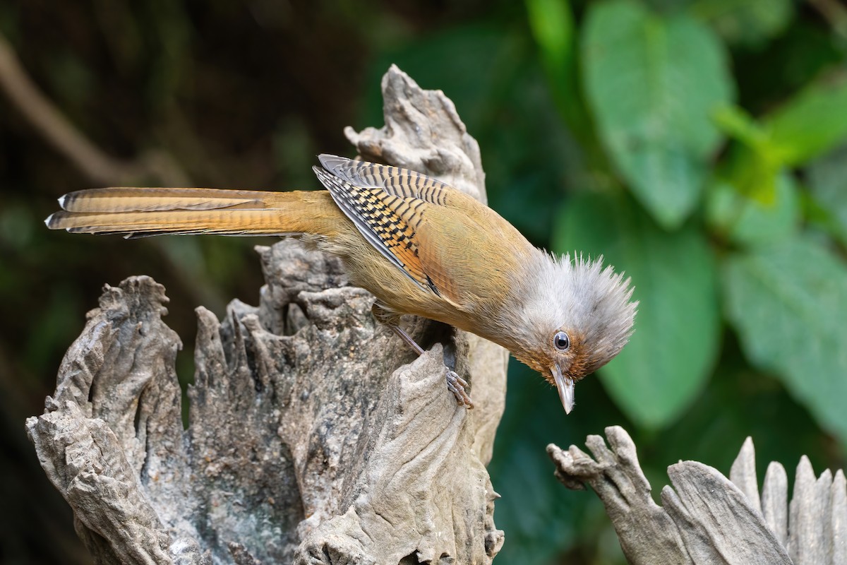 Rusty-fronted Barwing - ML647617003