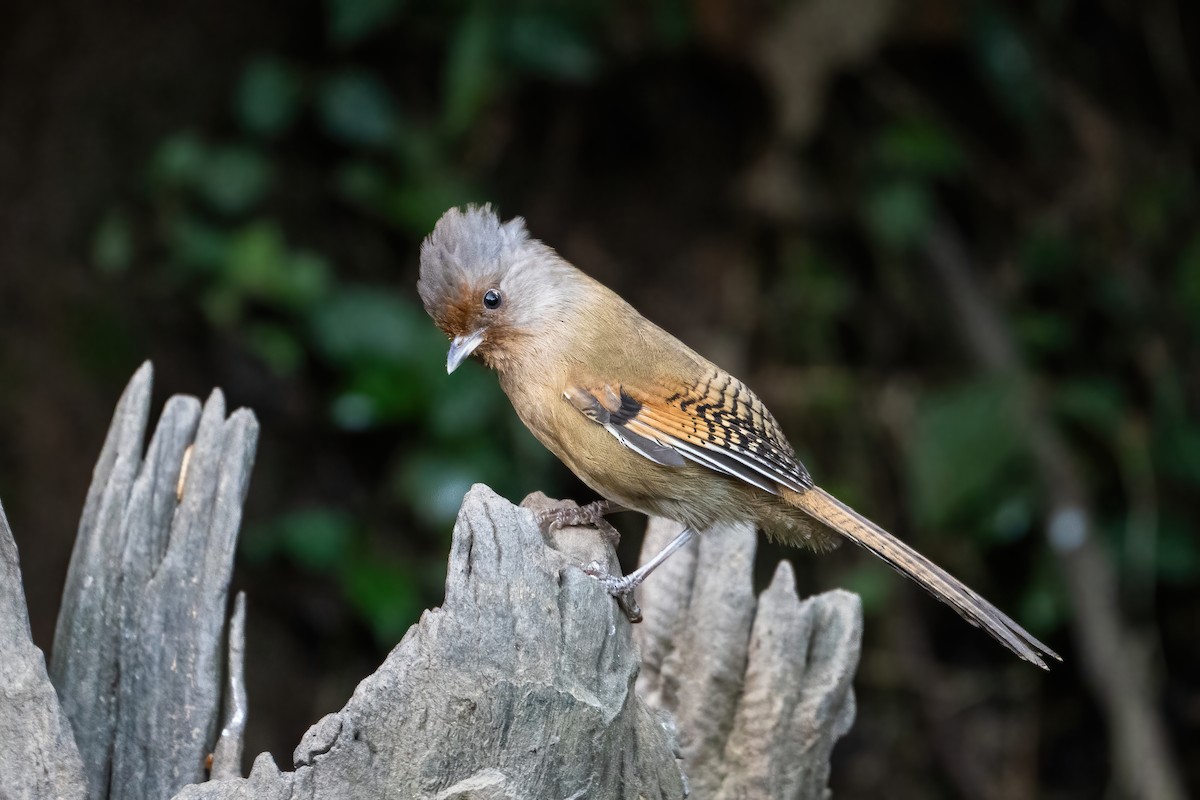 Rusty-fronted Barwing - ML647617004