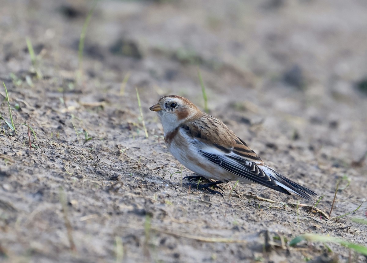 Snow Bunting - ML647617005