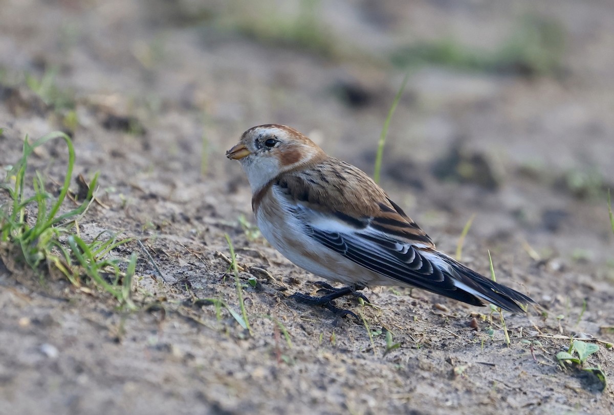 Snow Bunting - ML647617006