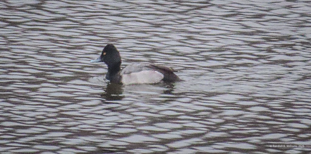 Lesser Scaup - ML647617009
