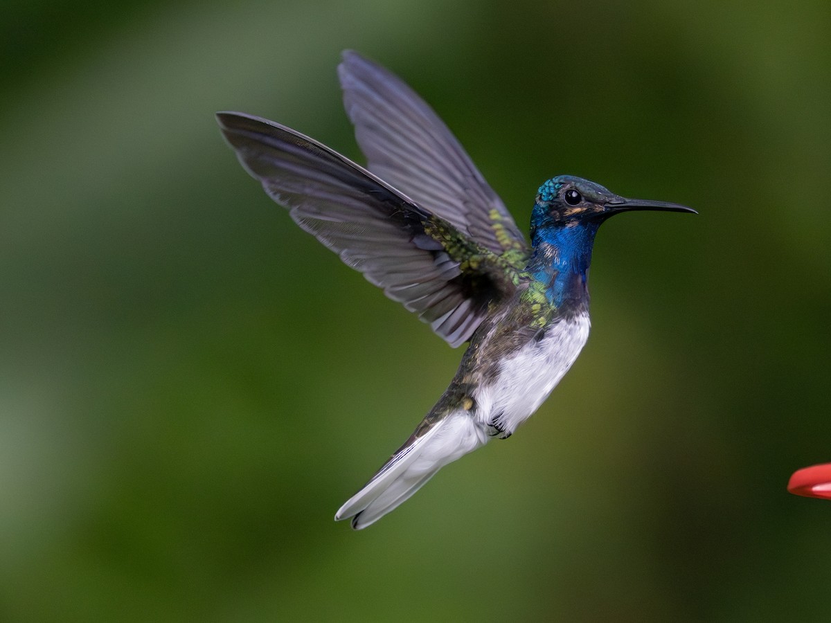 White-necked Jacobin - ML647617013