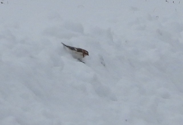 Snow Bunting - ML647617019