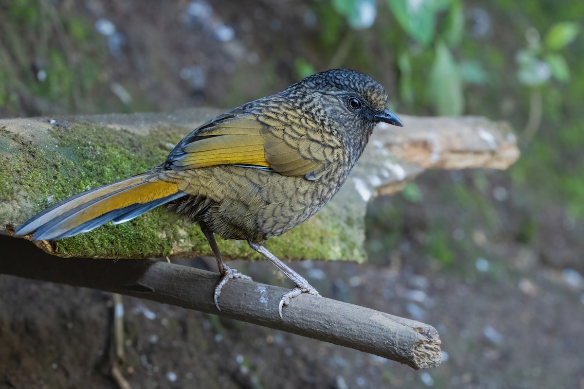 Scaly Laughingthrush - ML647617020