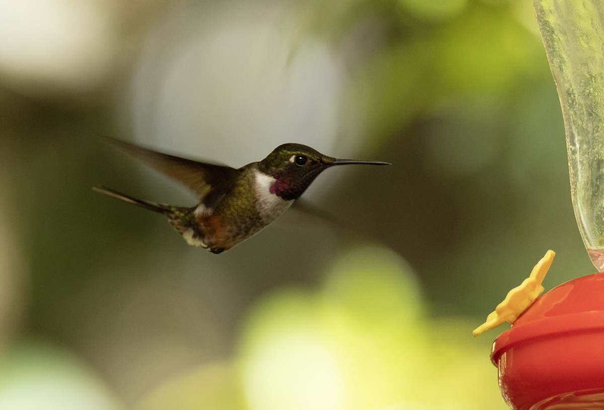 Magenta-throated Woodstar - ML647617021