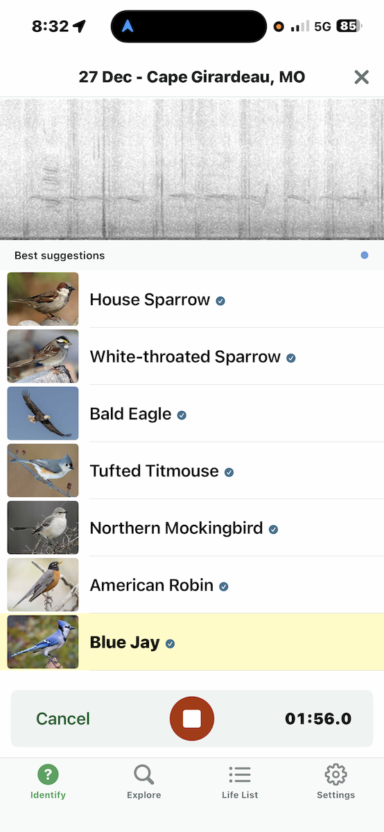 Bald Eagle - ML647617022