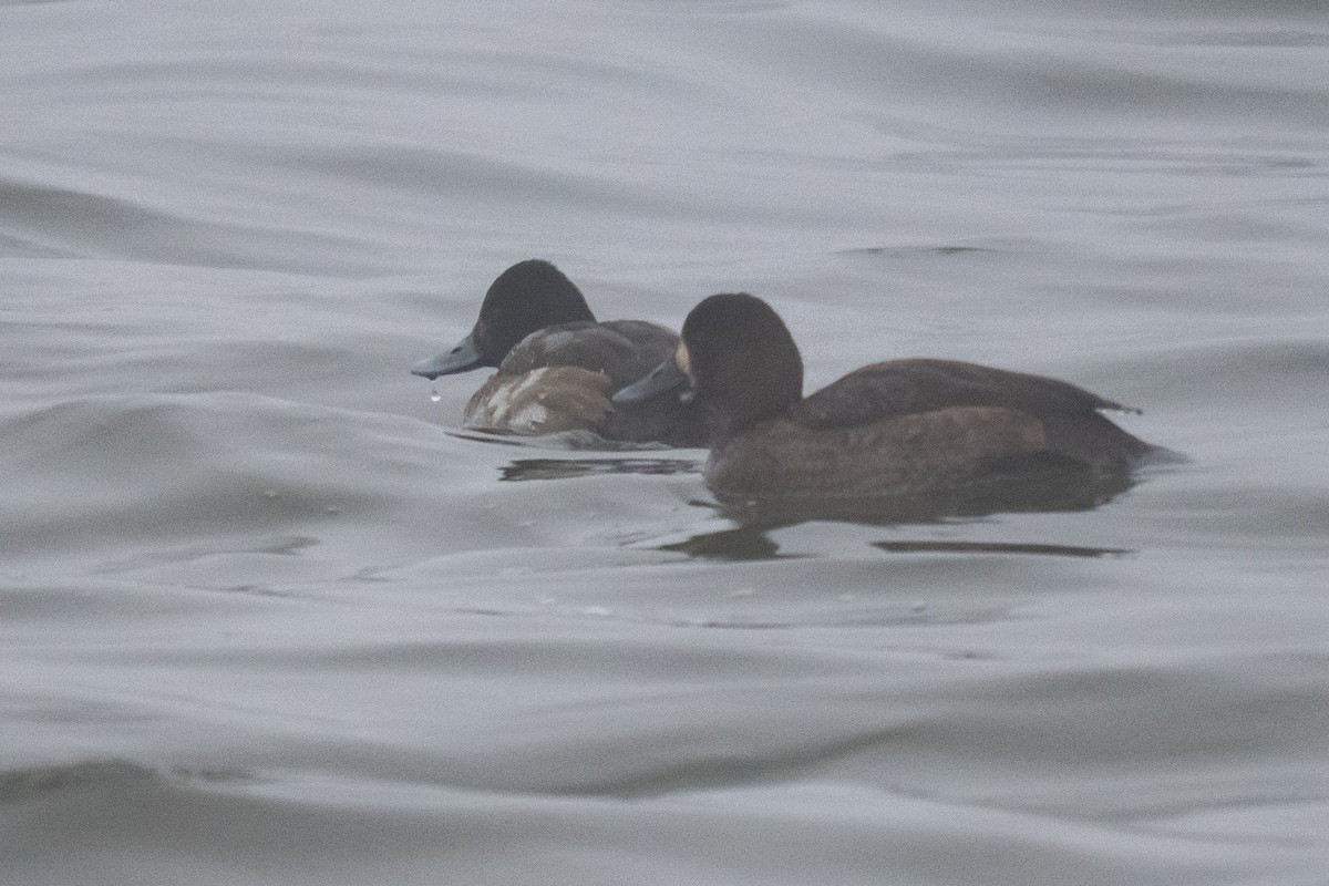 Lesser Scaup - ML647617024