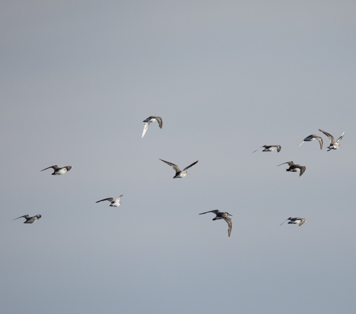 White-rumped Sandpiper - ML647617025