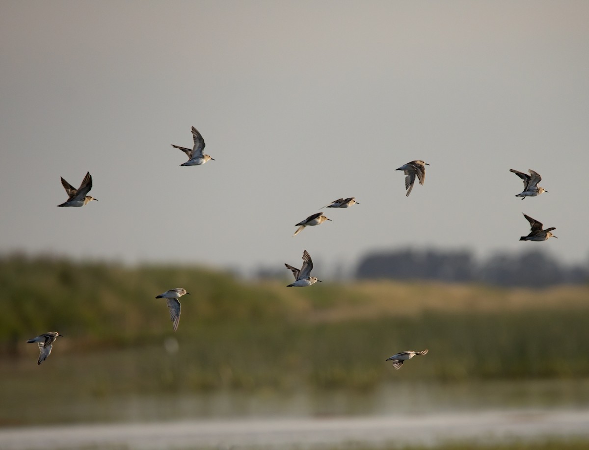 White-rumped Sandpiper - ML647617026
