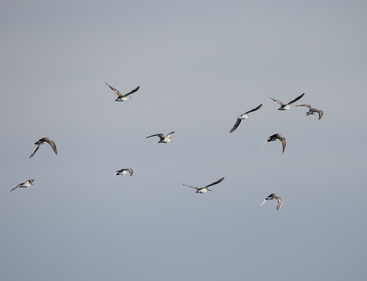 White-rumped Sandpiper - ML647617027