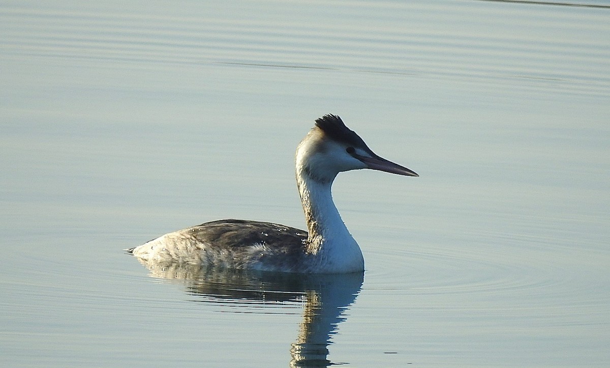 Great Crested Grebe - ML647617028