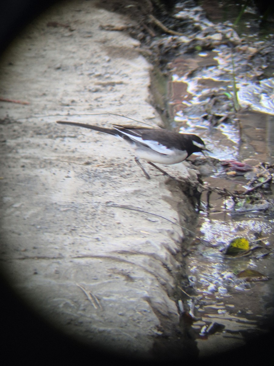 Lavandera India - ML647617043