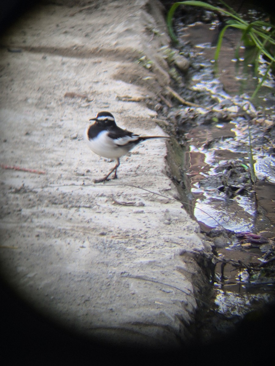 Lavandera India - ML647617044