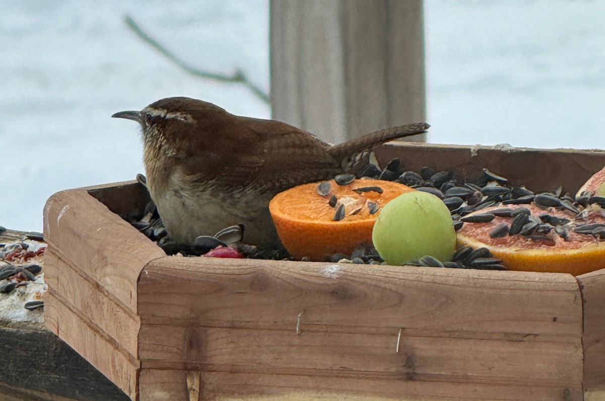 Carolina Wren - ML647617055