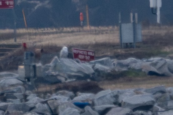 Snowy Owl - ML647617056