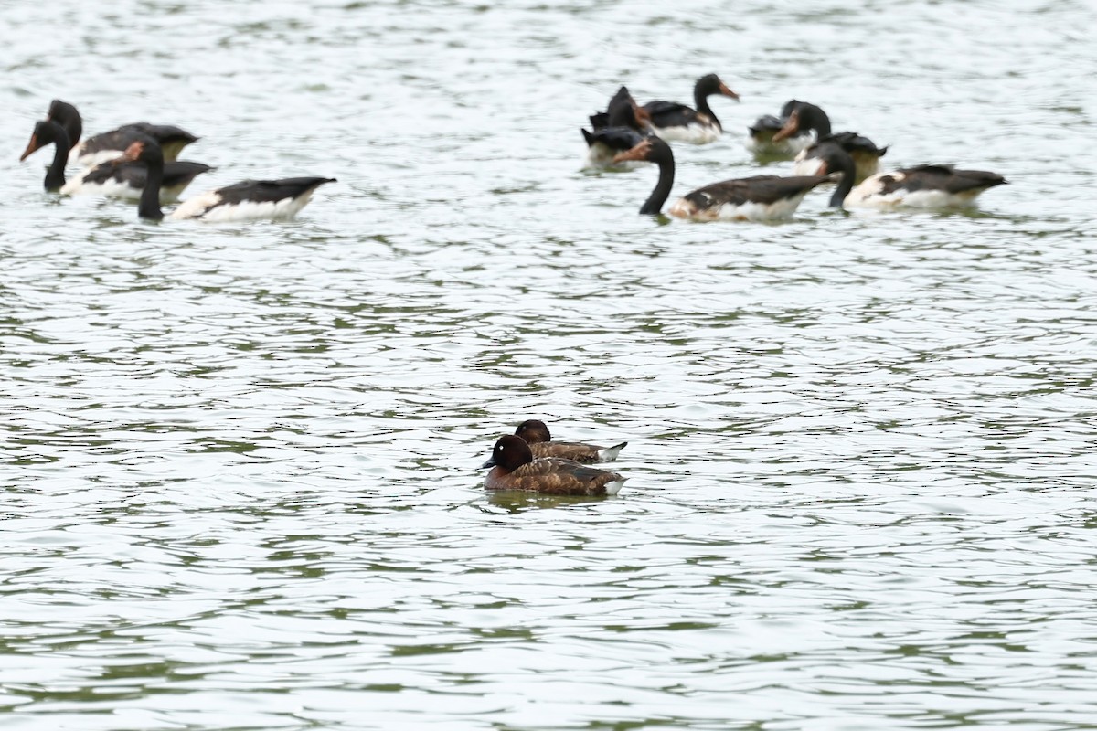 Hardhead - ML647617082