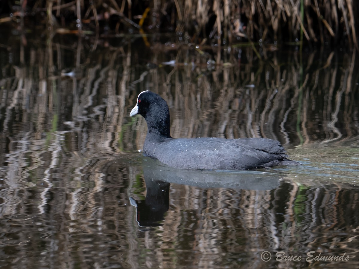 Kopetazuri arrunta - ML647617085