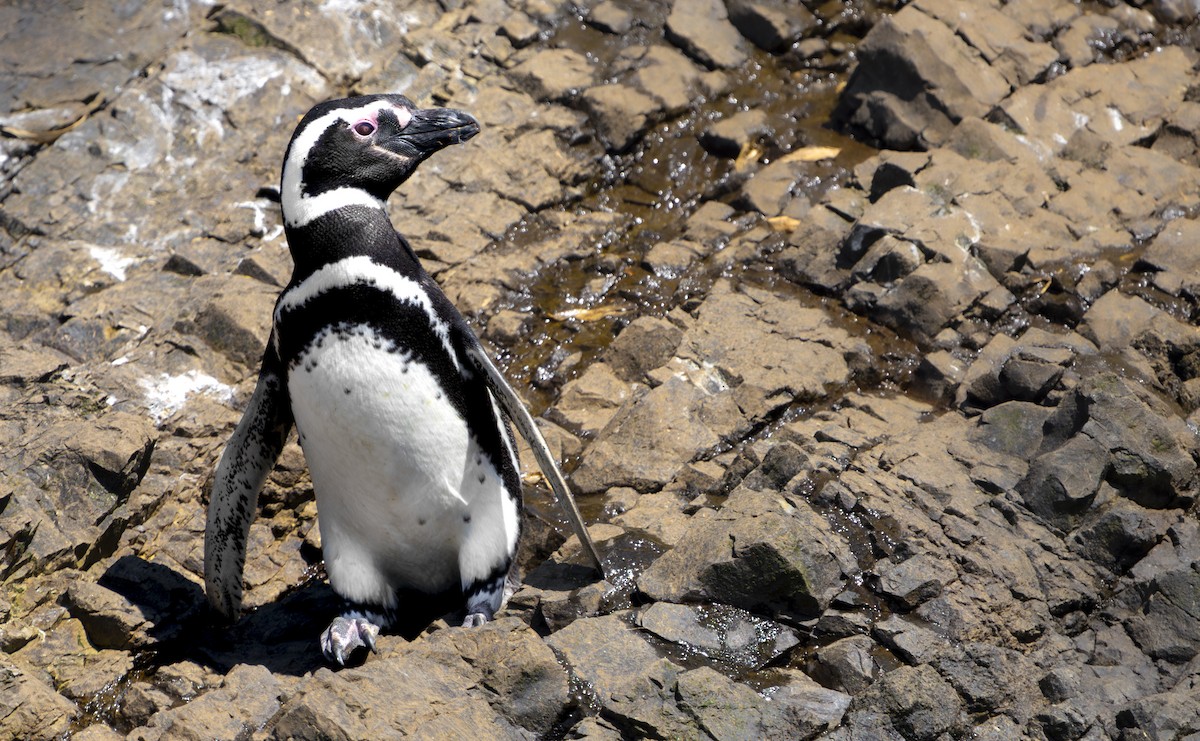 Magellanpinguin - ML647617105