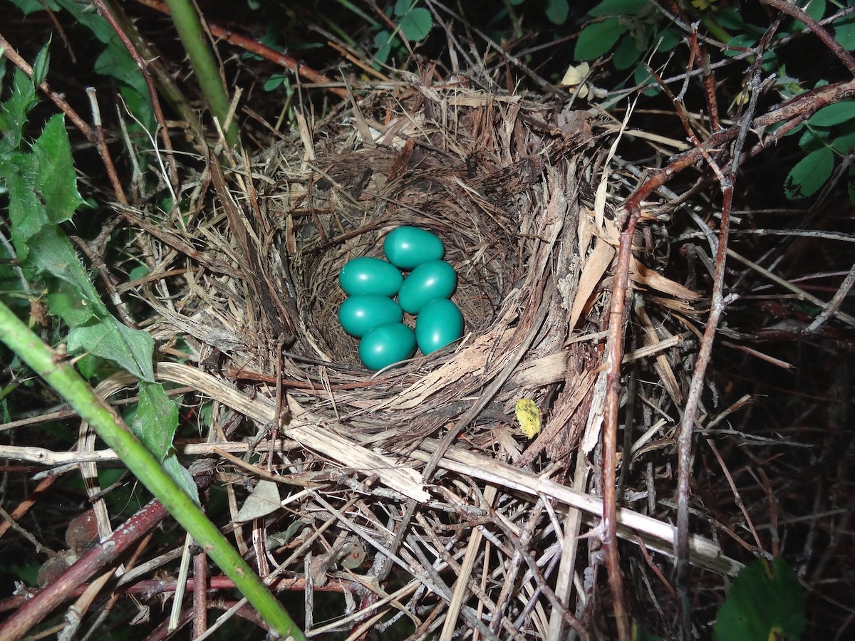 Miaulari grisa - ML647617108