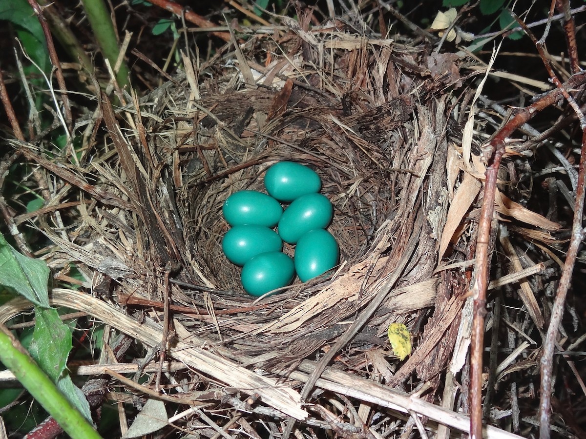 Miaulari grisa - ML647617113