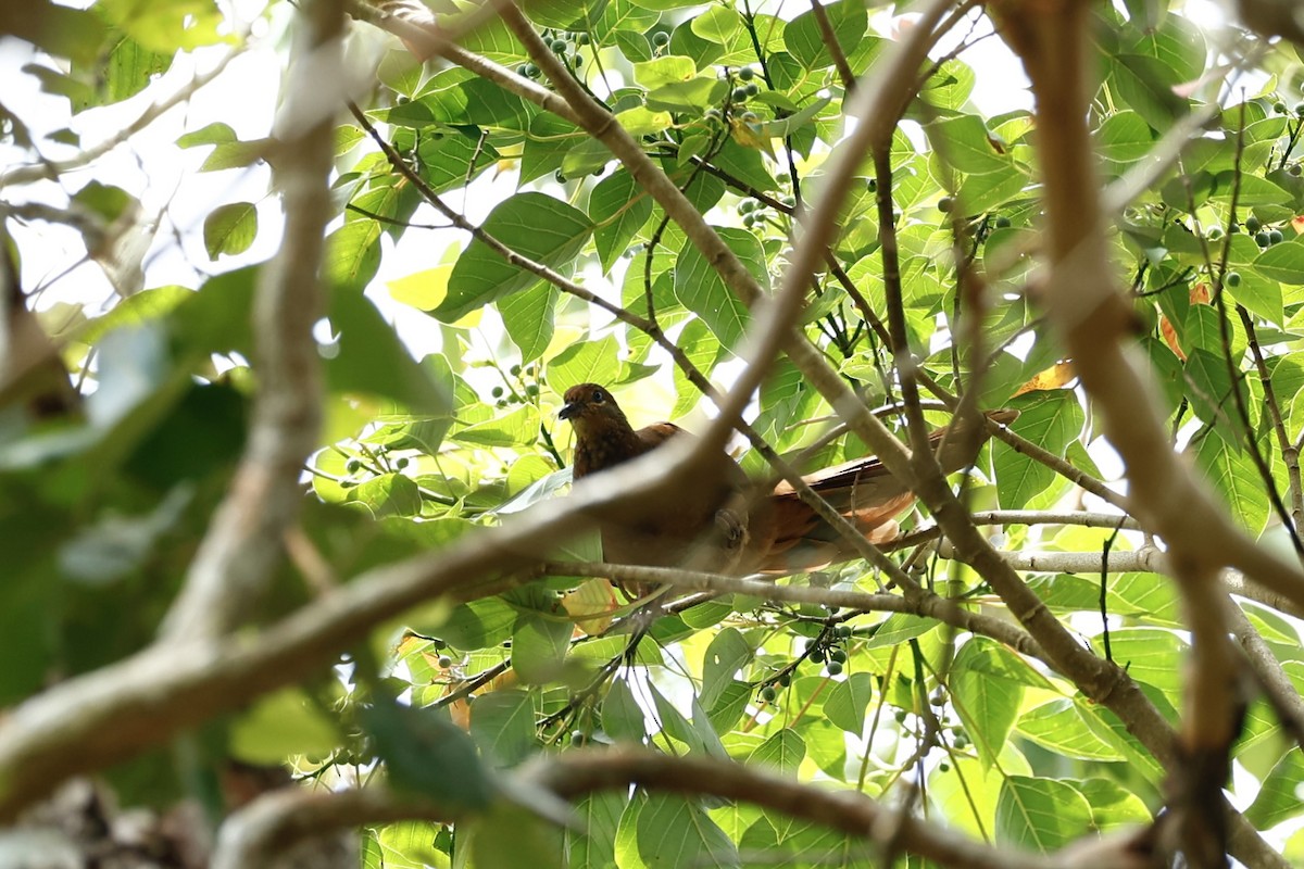 Brown Cuckoo-Dove - ML647617121