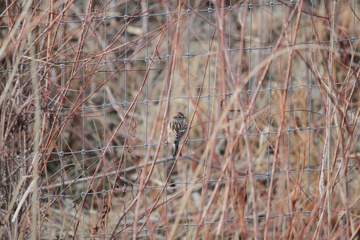 Bruant hudsonien - ML647617128