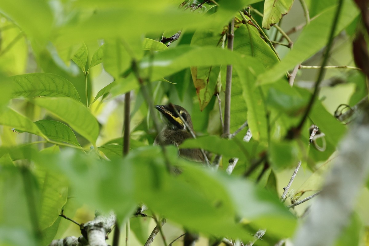 Sarı Yanaklı Balkuşu - ML647617136