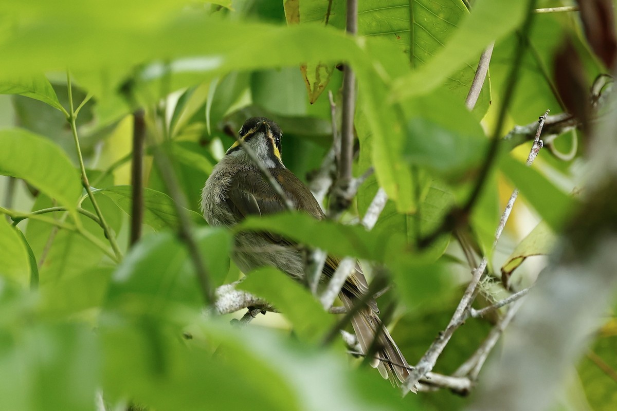 Sarı Yanaklı Balkuşu - ML647617138