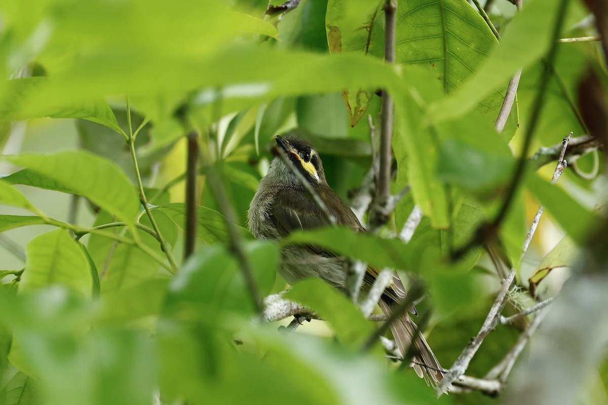 Sarı Yanaklı Balkuşu - ML647617139