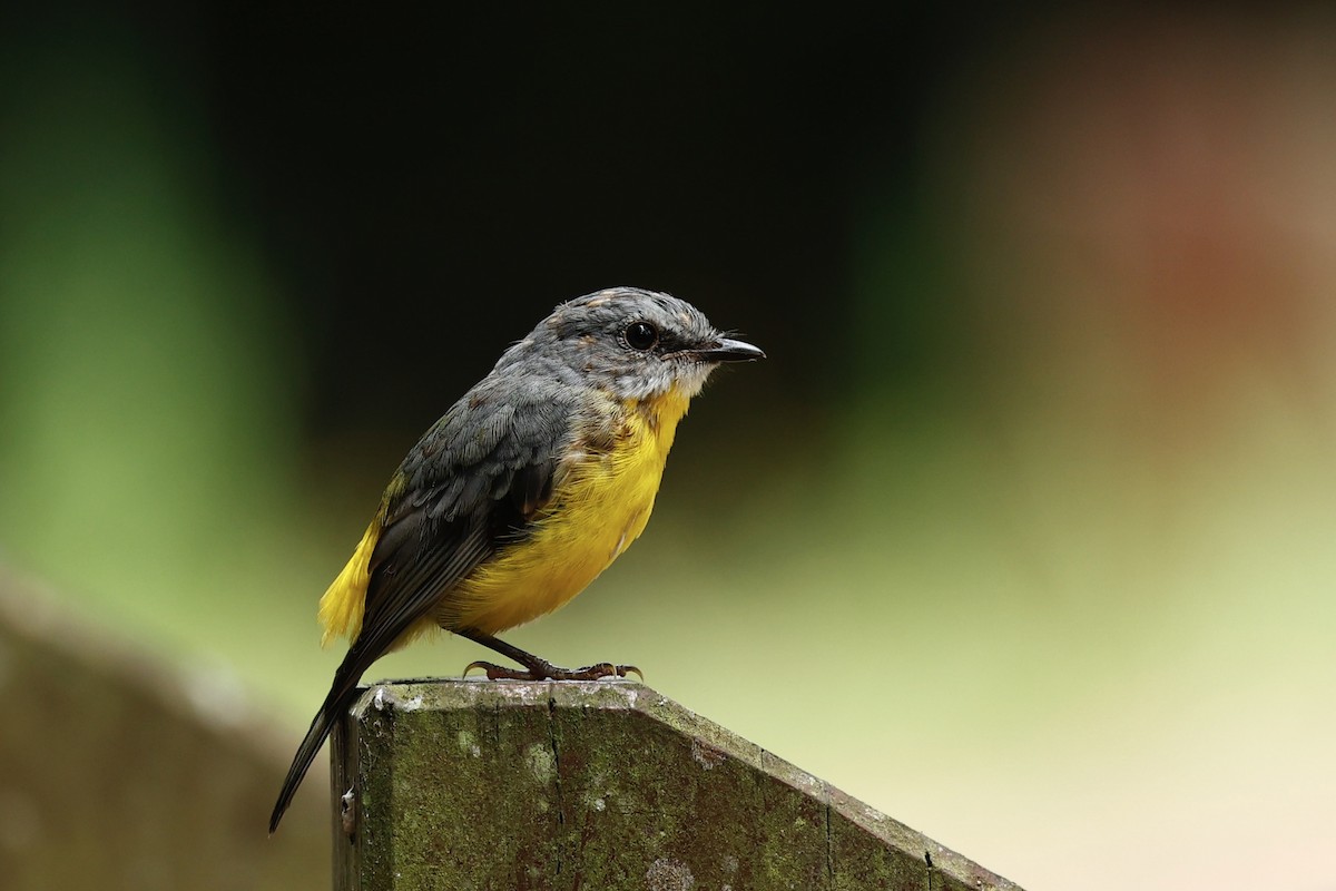 Eastern Yellow Robin - ML647617175