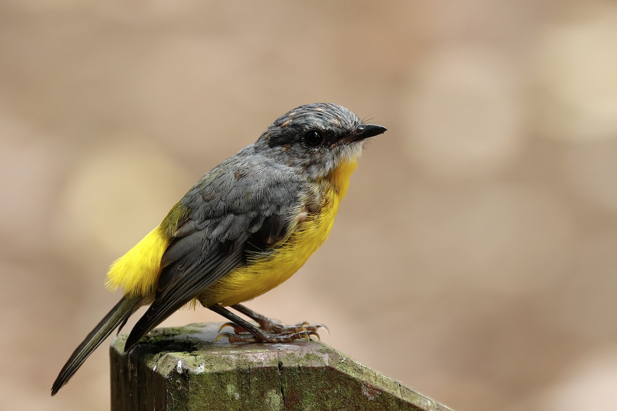 Eastern Yellow Robin - ML647617176