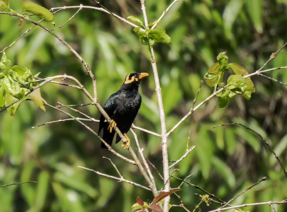 Miná Indio - ML647617209