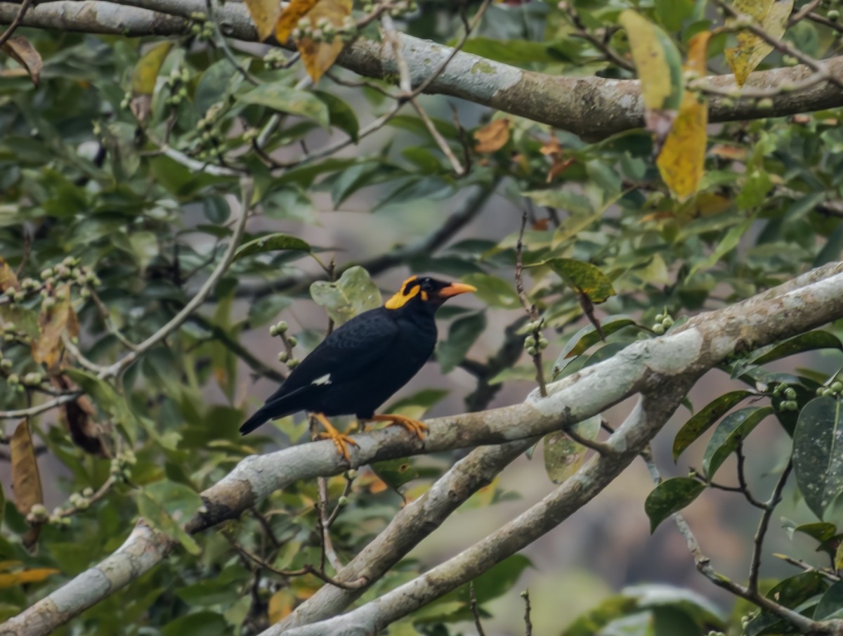 Miná Indio - ML647617211