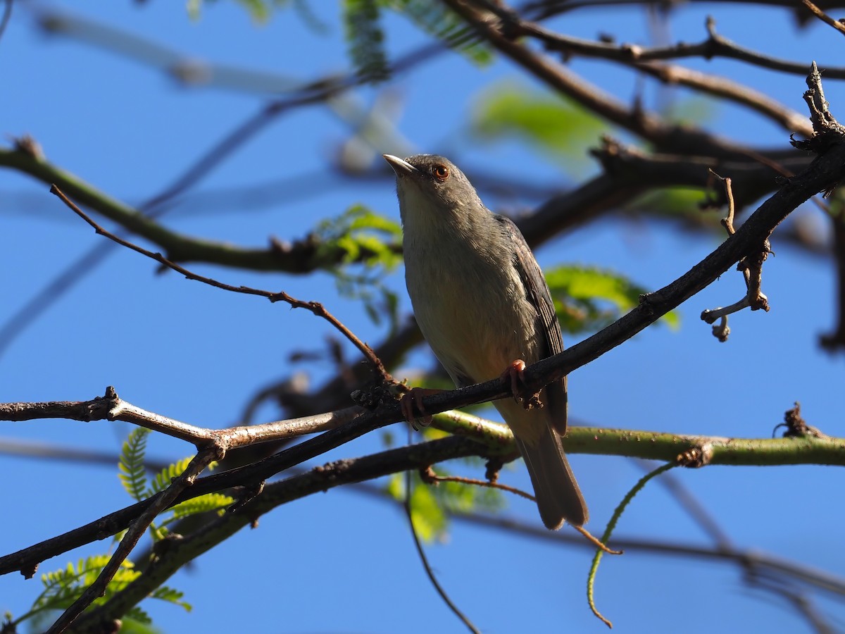 Bicolored Conebill - ML647617215