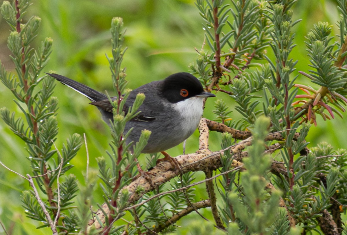 Sardinian Warbler - ML647617217