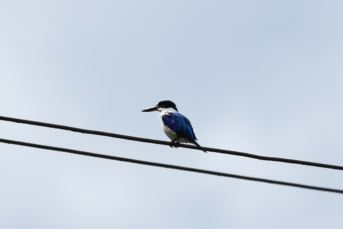 Forest Kingfisher - ML647617219