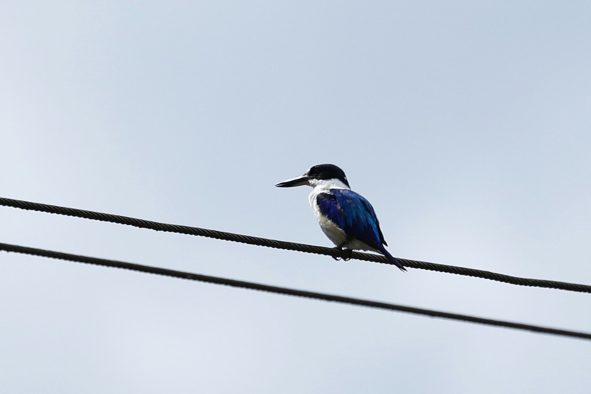 Forest Kingfisher - ML647617221